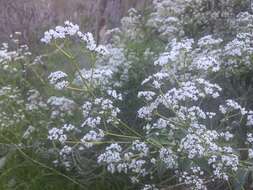 Image of Logania saxatilis G. Perry ex B. J. Conn