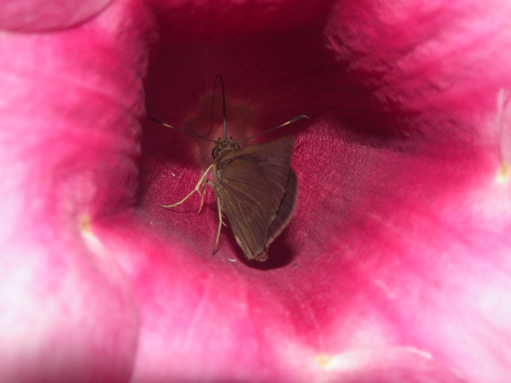 Purple Allamanda Encyclopedia Of Life