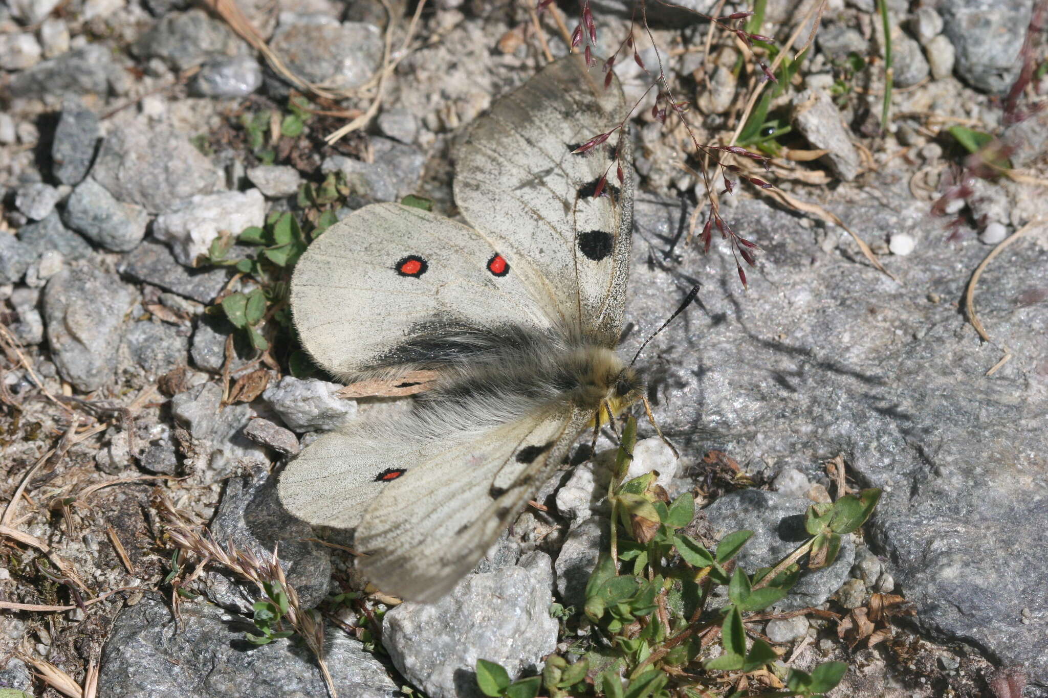 Image of Parnassius phoebus sacerdos Stichel 1906