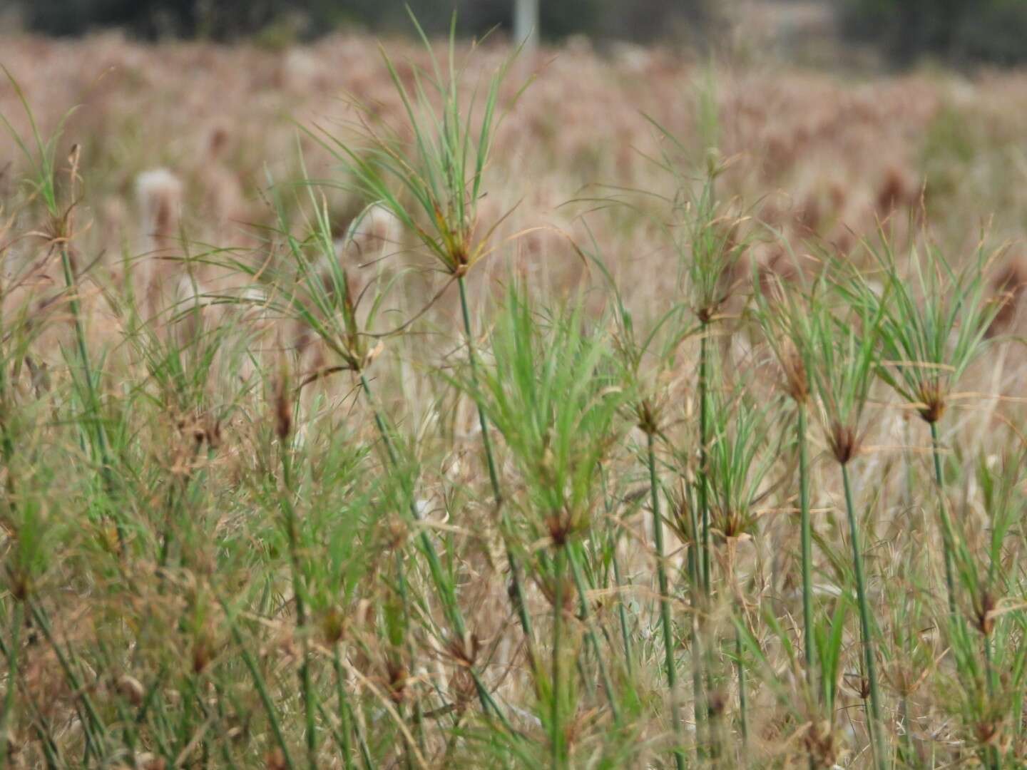 Image of Giant Flat Sedge