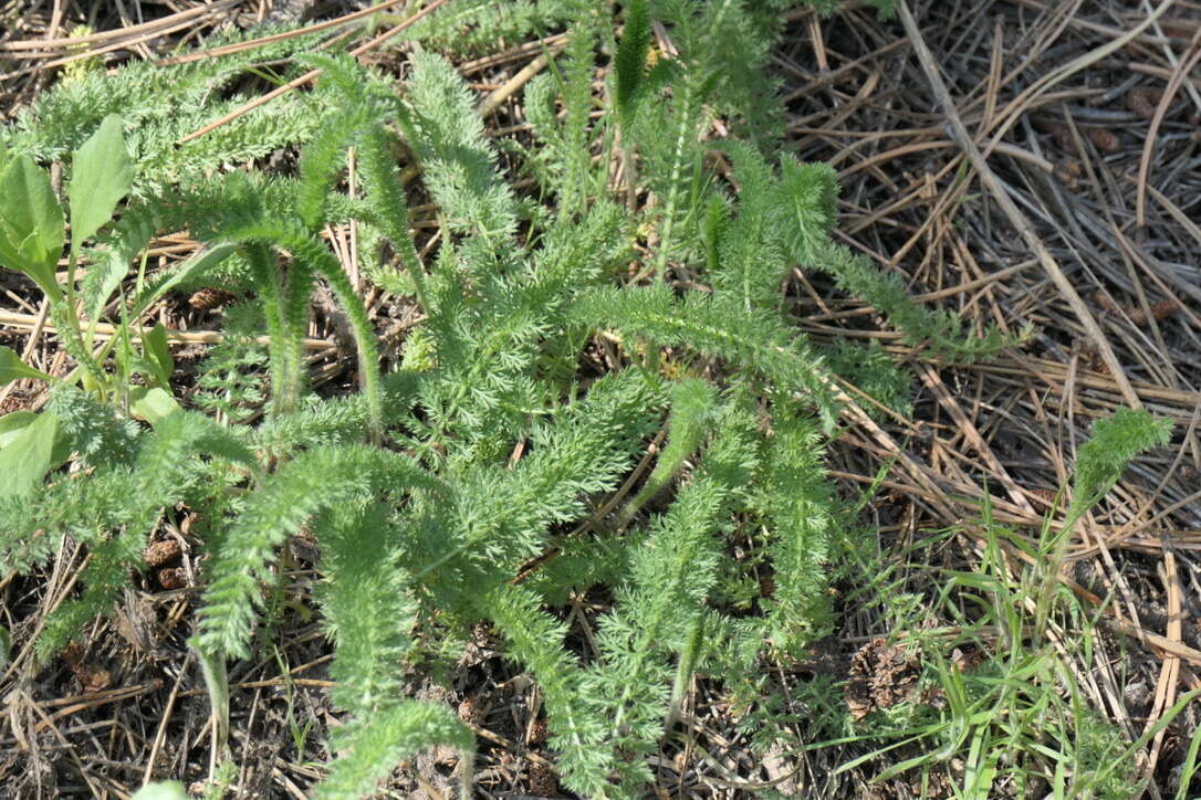 Image of western yarrow