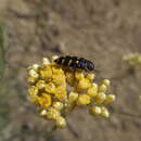 Image of <i>Acmaeodera <i>quadrifasciata</i></i> quadrifasciata