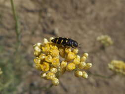 Image of <i>Acmaeodera <i>quadrifasciata</i></i> quadrifasciata