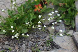 Image of Minuartia recurva (All.) Schinz & Thell.