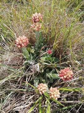 Image of Sheep'S-Ears