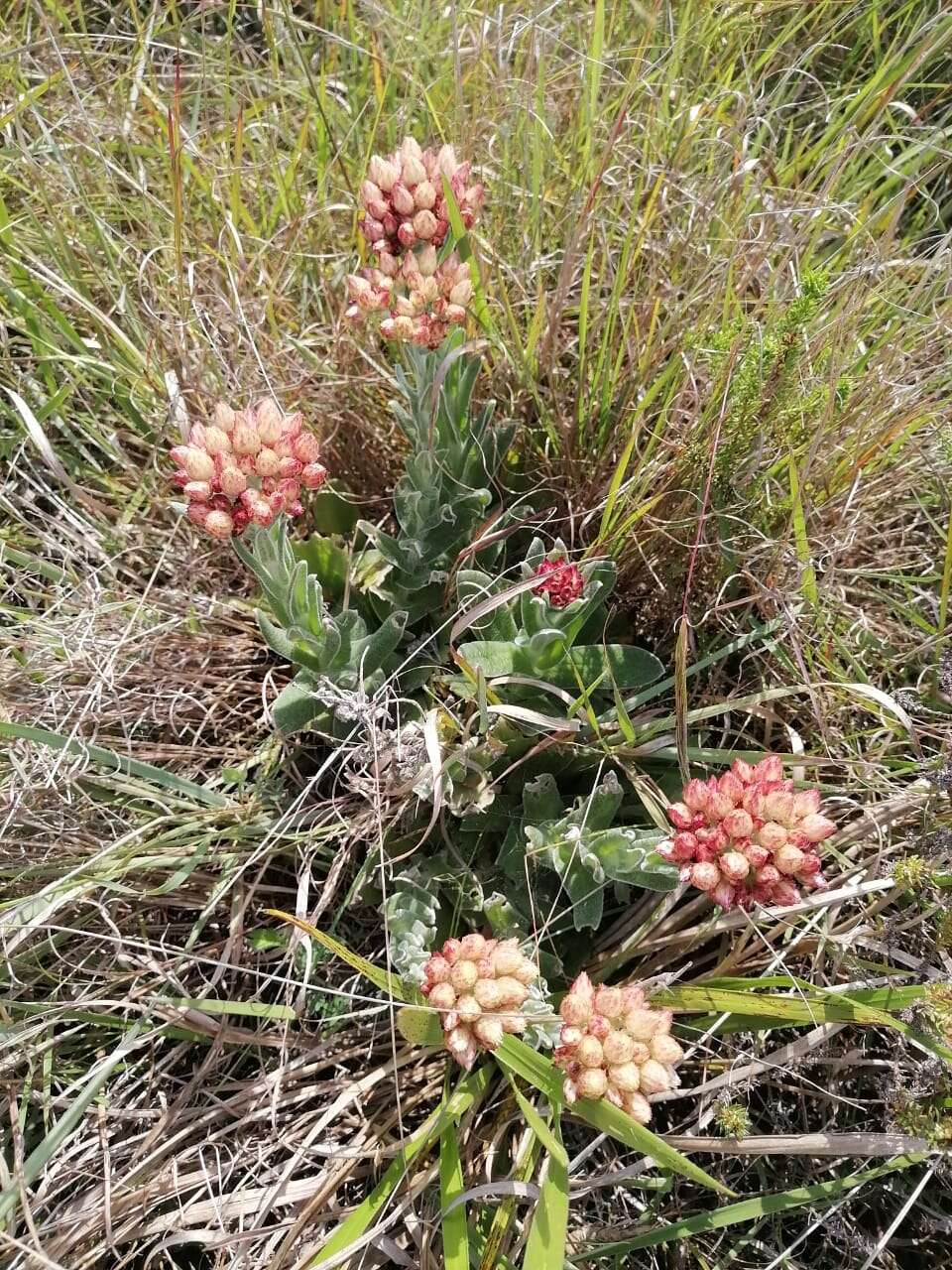 Sivun Helichrysum appendiculatum (L. fil.) Less. kuva