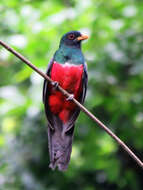 صورة Trogon melanurus Swainson 1838