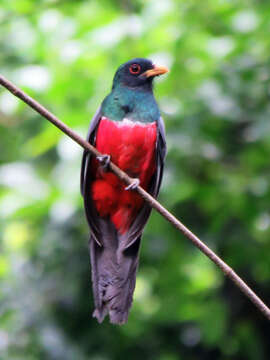 Image of Black-tailed Trogon