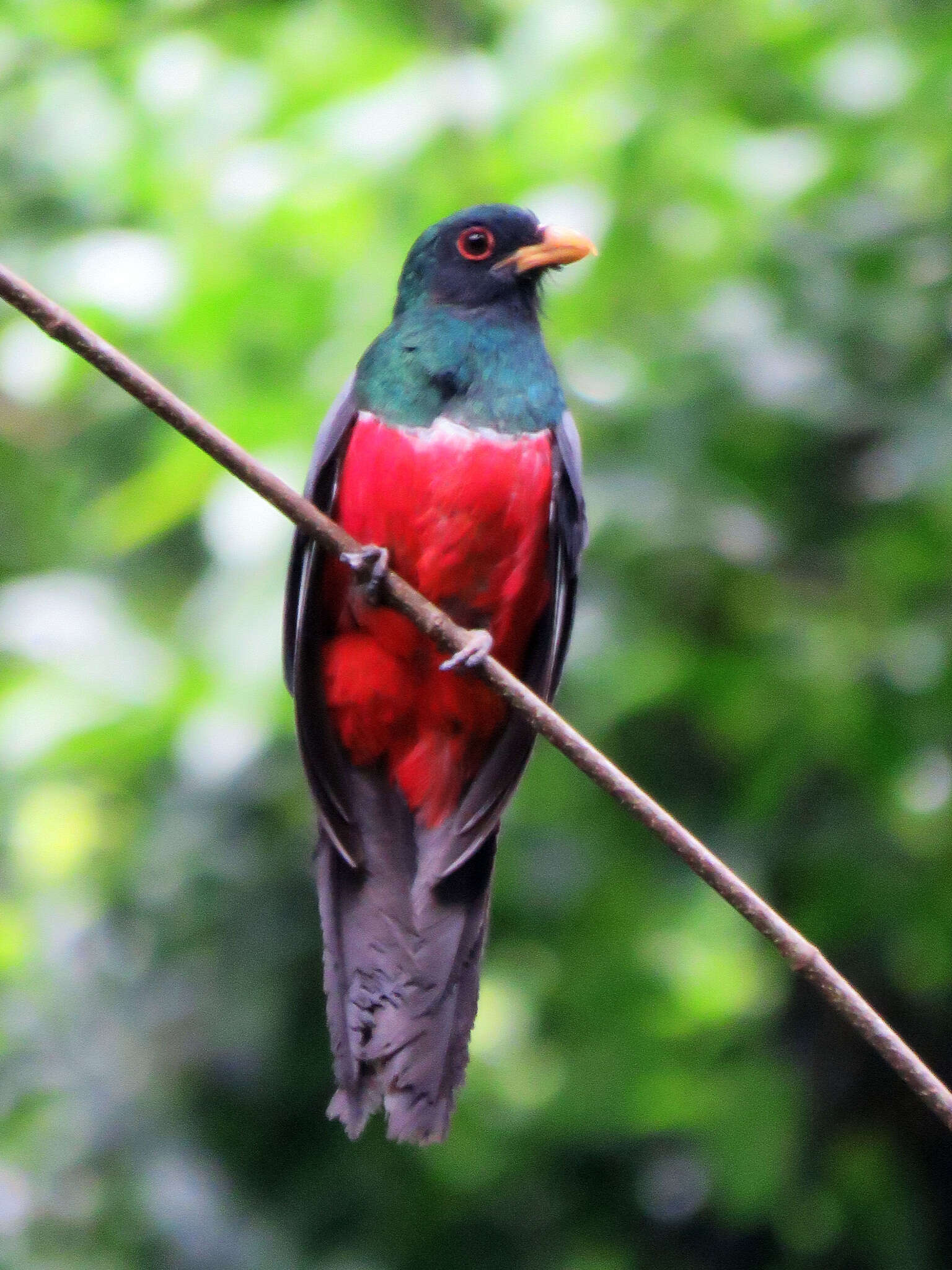 صورة Trogon melanurus Swainson 1838