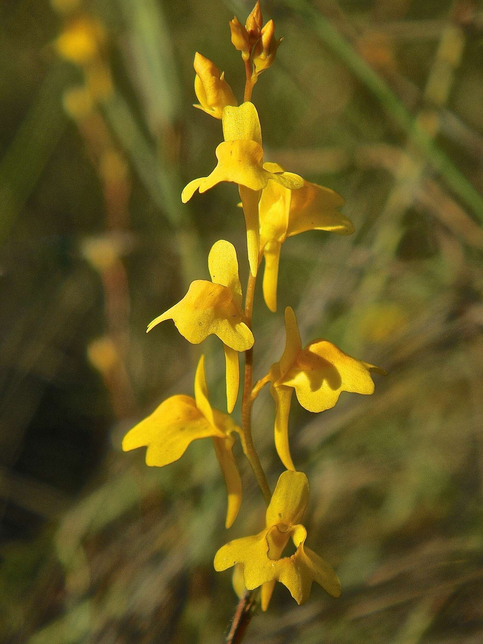 Image of Utricularia chrysantha R. Br.