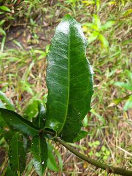 Image of Wilkiea macrophylla (Tul.) A. DC.