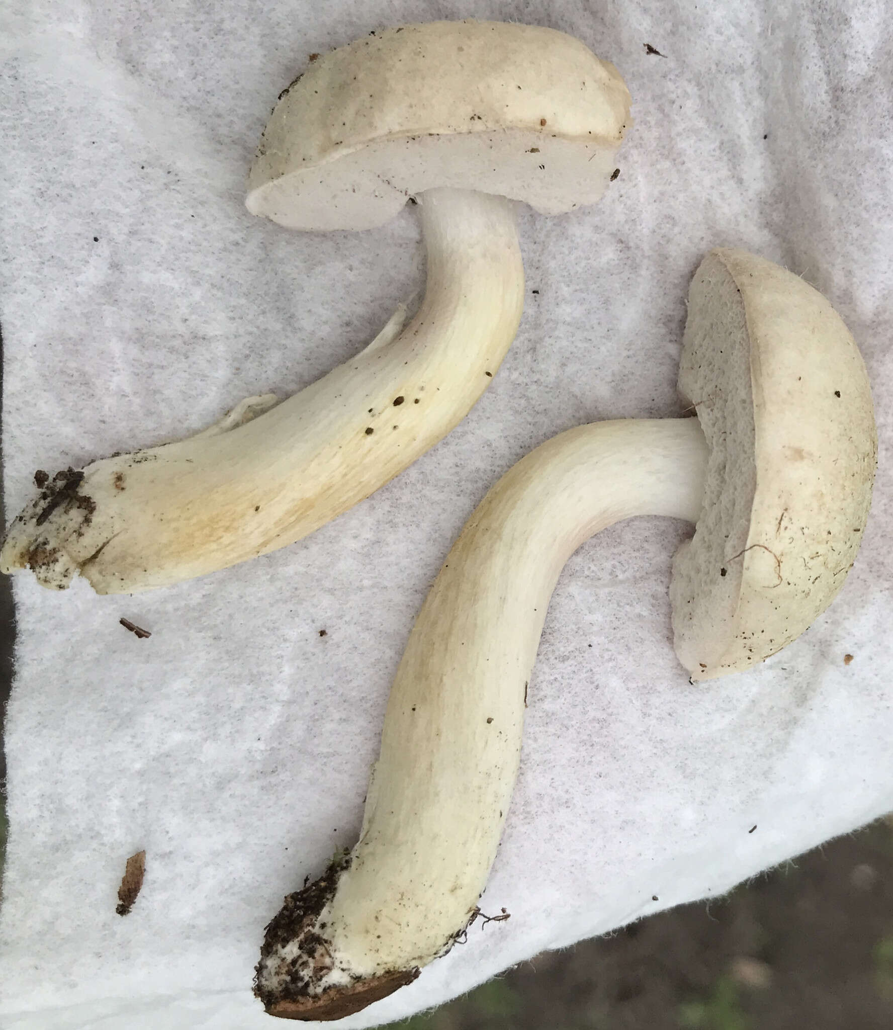 Image of Pale bitter bolete