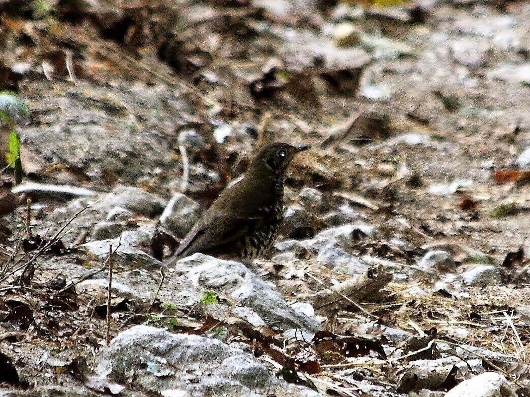 Image of Long-tailed Thrush