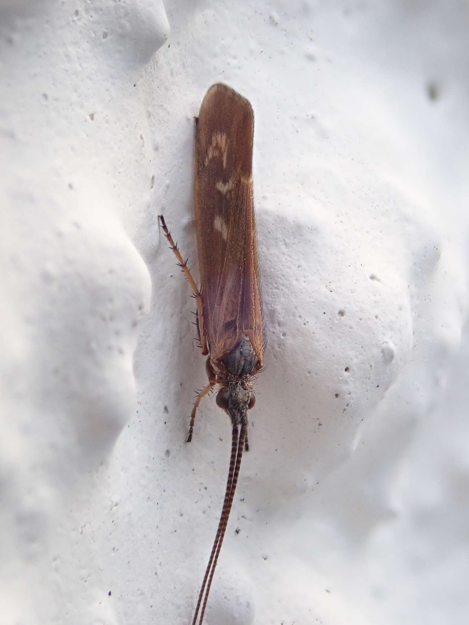 Image of Limnephilus auricula Curtis 1834