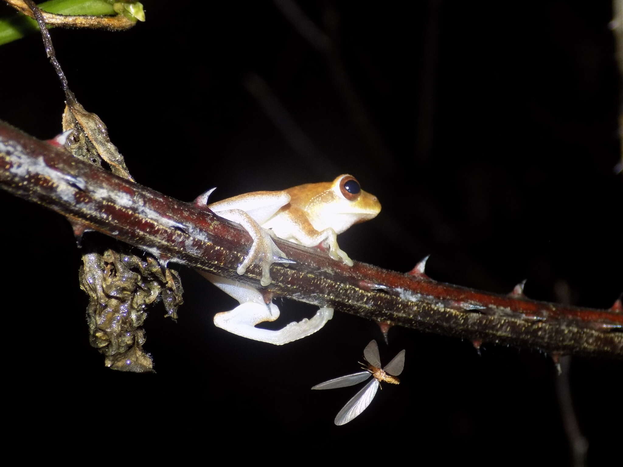 Image of Chiromantis nongkhorensis (Cochran 1927)