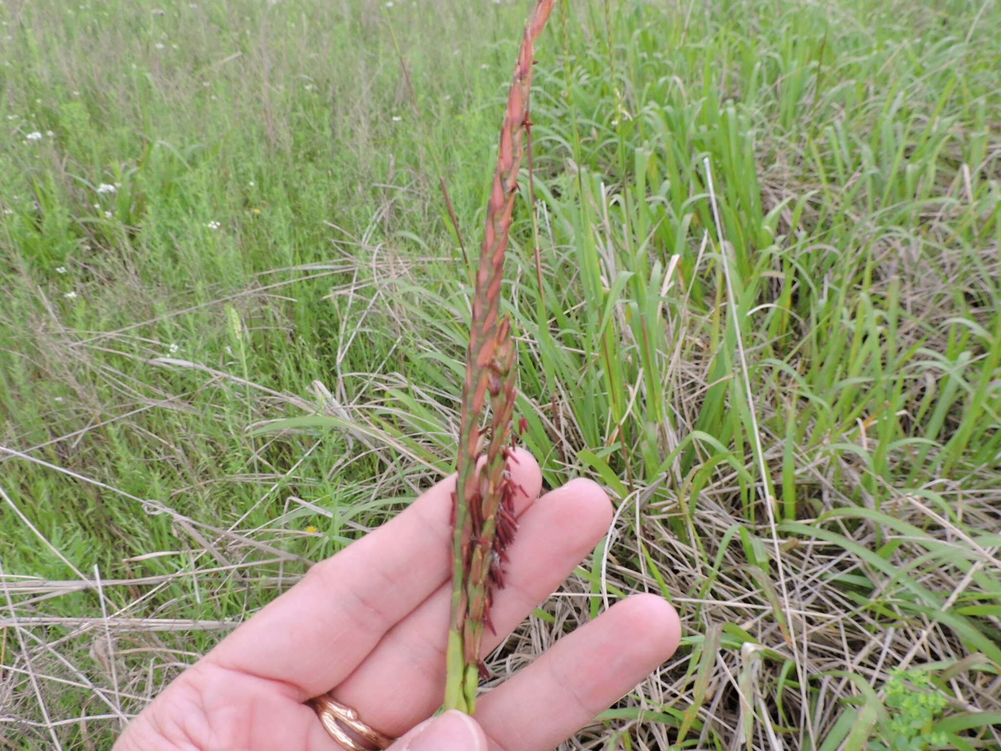 Image of Tripsacum dactyloides (L.) L.