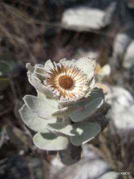 Image of Distephanus eriophyllus (Drake) H. Rob. & B. Kahn