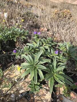 Plancia ëd Echium rosulatum subsp. davaei (Rouy) Coutinho