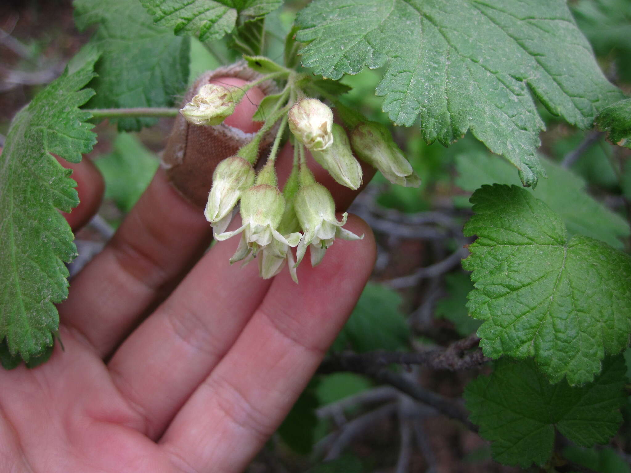 Imagem de Ribes viscosissimum Pursh