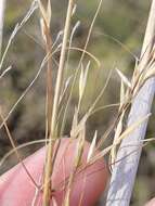 Image of Austrostipa aristiglumis (F. Muell.) S. W. L. Jacobs & J. Everett