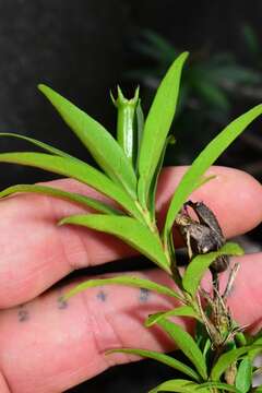 Sivun Exostema longiflorum (Lamb.) Schult. kuva