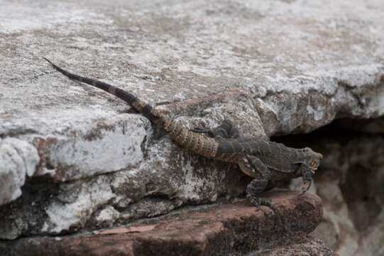 Image of Ctenosaura macrolopha Smith 1972