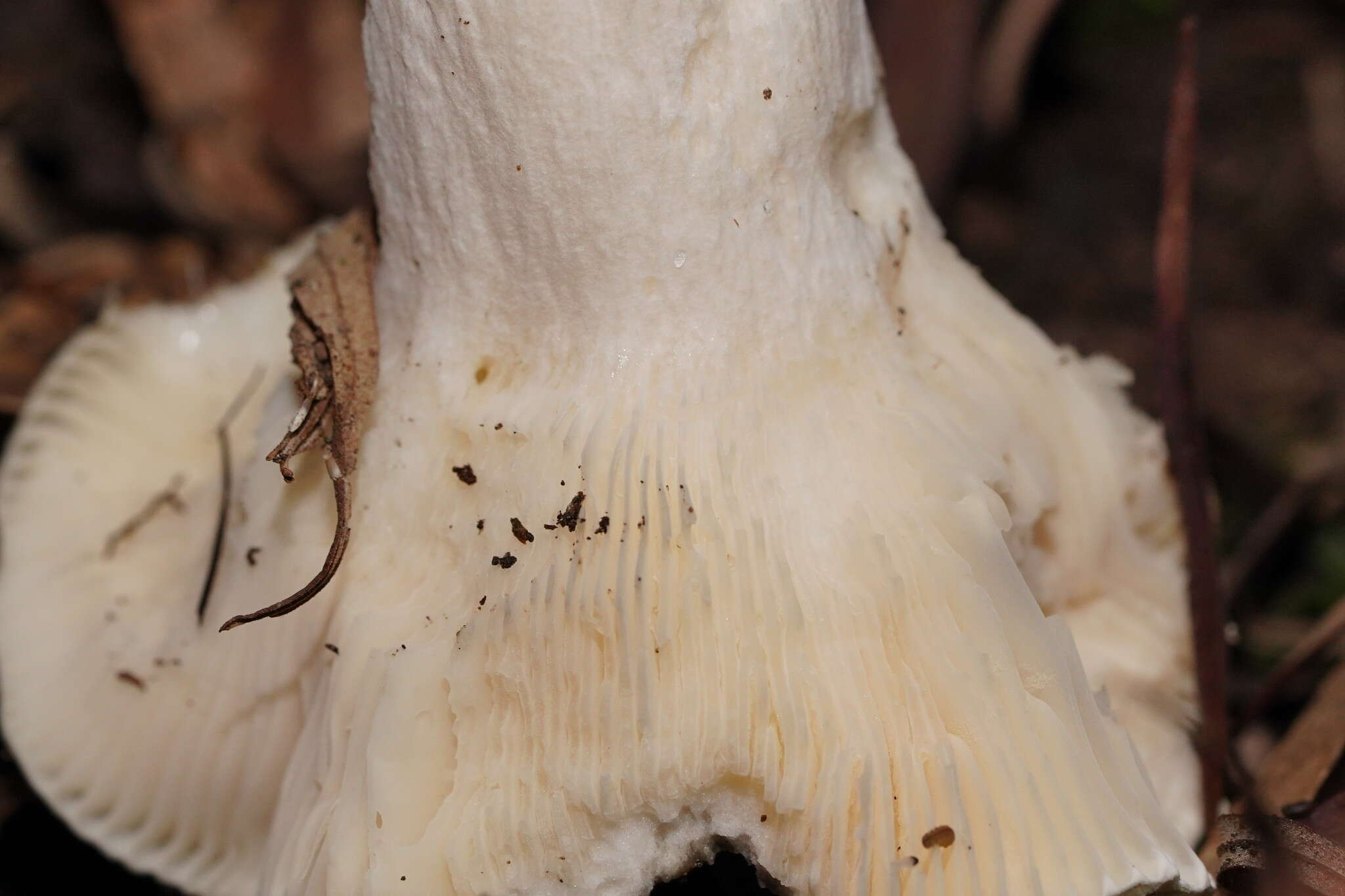 Image of Russula iterika Grgur. 1997