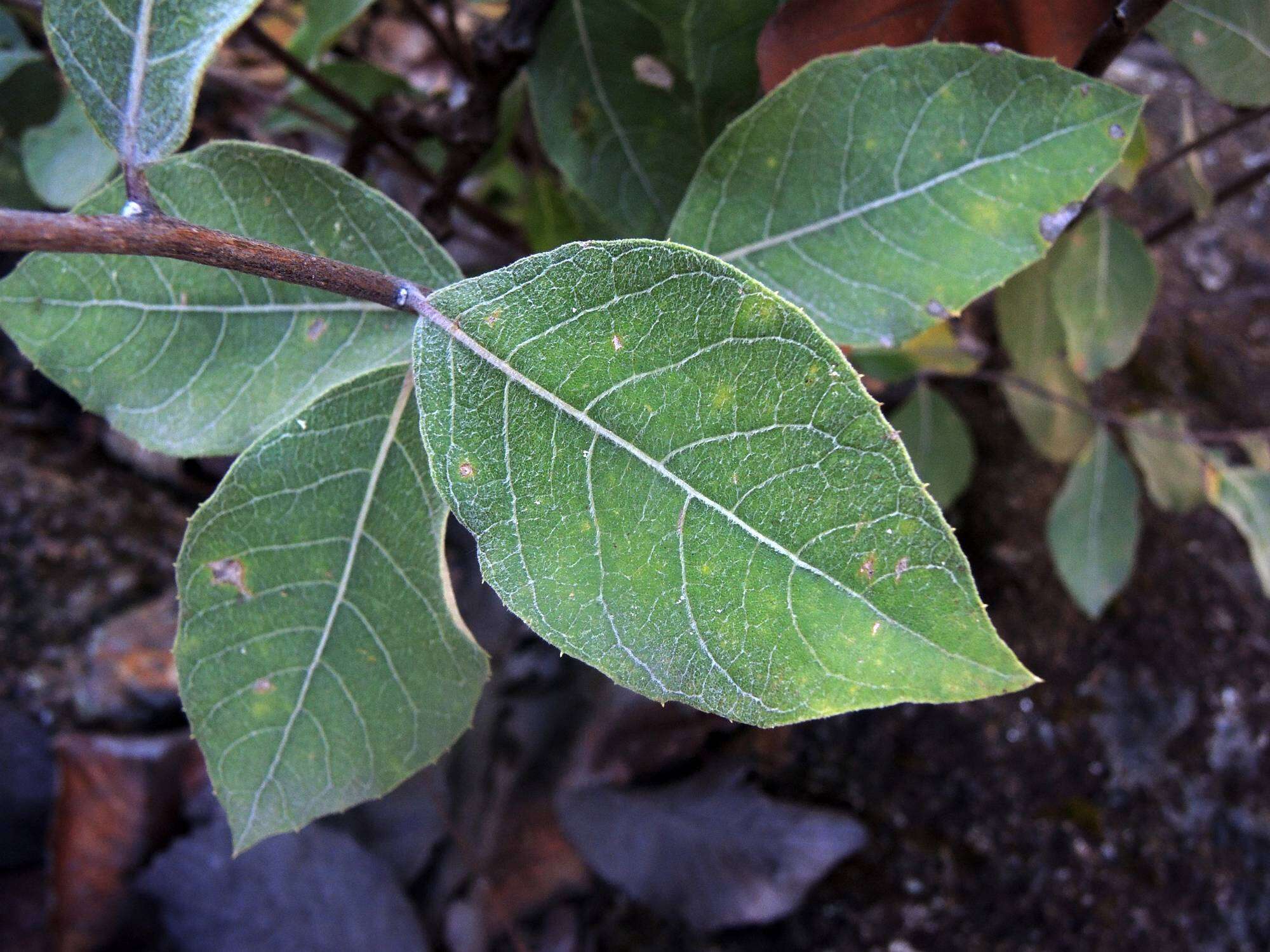 Eremosis foliosa (Benth.) Gleason resmi