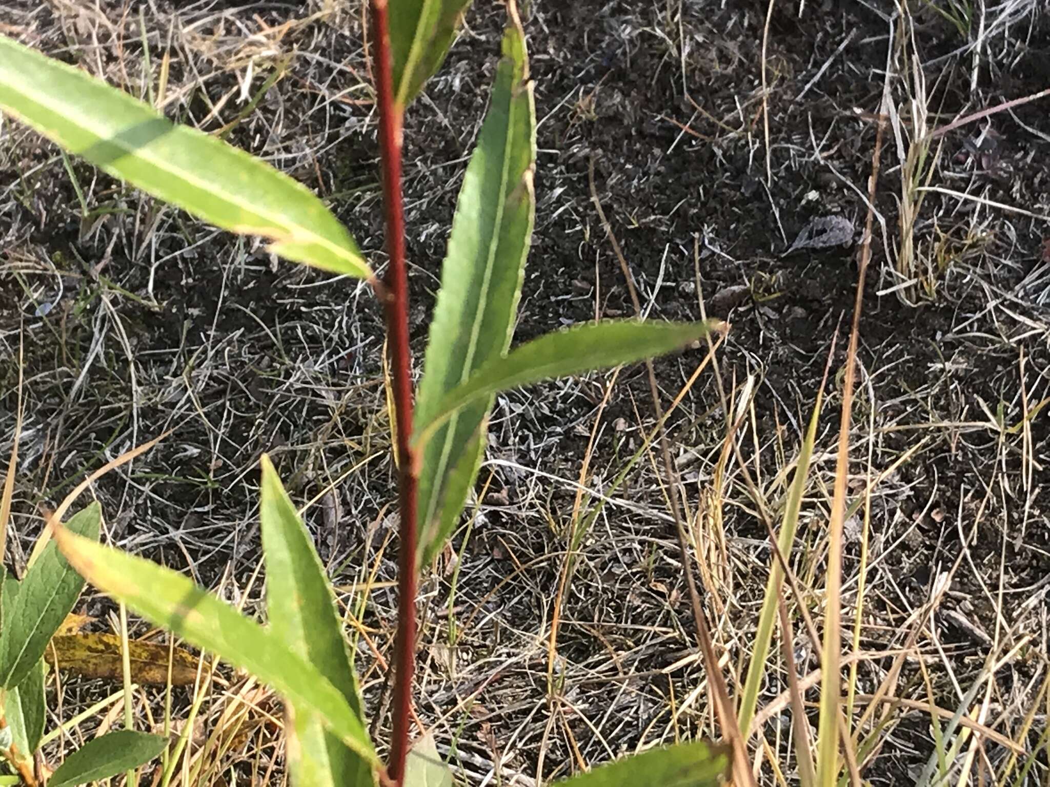 Image of littletree willow