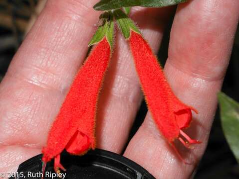 Image of Salvia oppositiflora Ruiz & Pav.