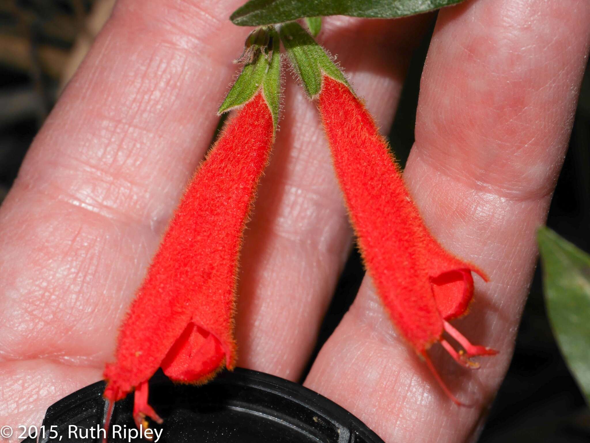 Image de Salvia oppositiflora Ruiz & Pav.