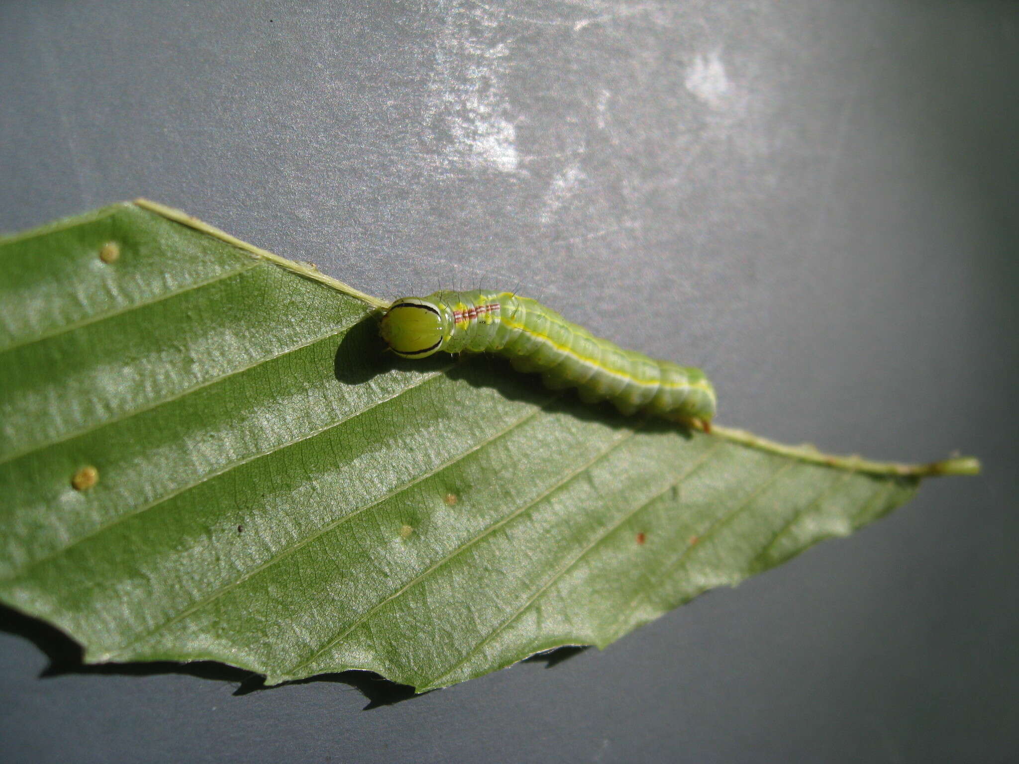 Image of Variable Oakleaf Caterpillar Moth