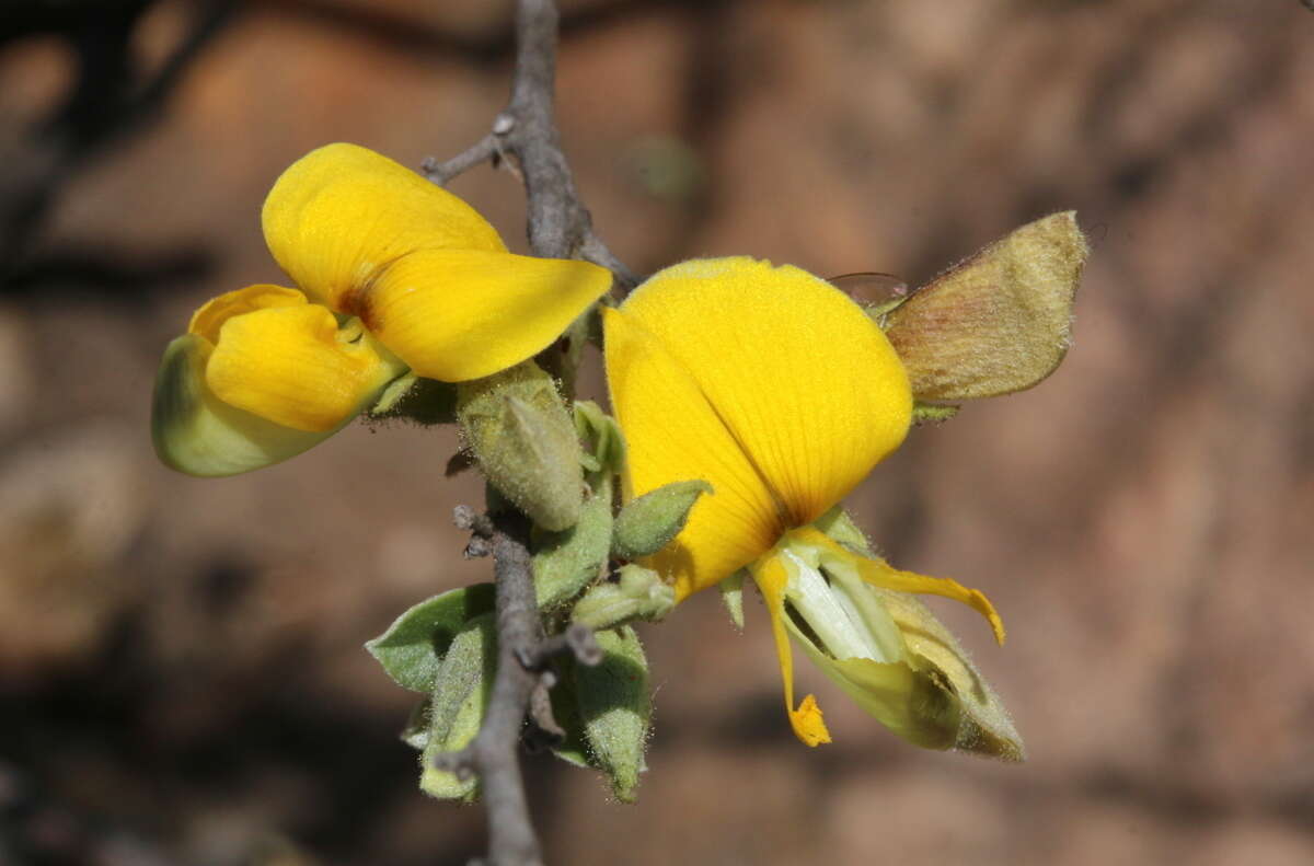 Image of Rhynchosia nitens Harv.