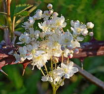 Plancia ëd Filipendula vulgaris Moench