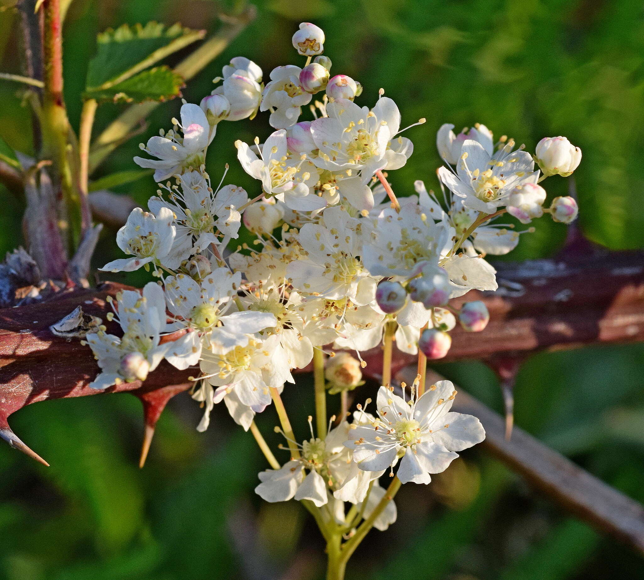 Plancia ëd Filipendula vulgaris Moench