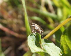 Image of Pherbellia mikiana (Hendel 1900)