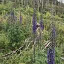 Image of Chiricahua Mountain Larkspur