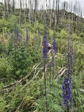 Delphinium andesicola Ewan的圖片