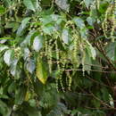Image of Claoxylon tenerifolium subsp. boreale P. I. Forst.
