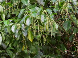 Image of Claoxylon tenerifolium subsp. boreale P. I. Forst.