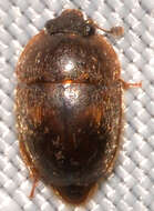 Image of Amphicrossus ciliatus (Olivier 1811)