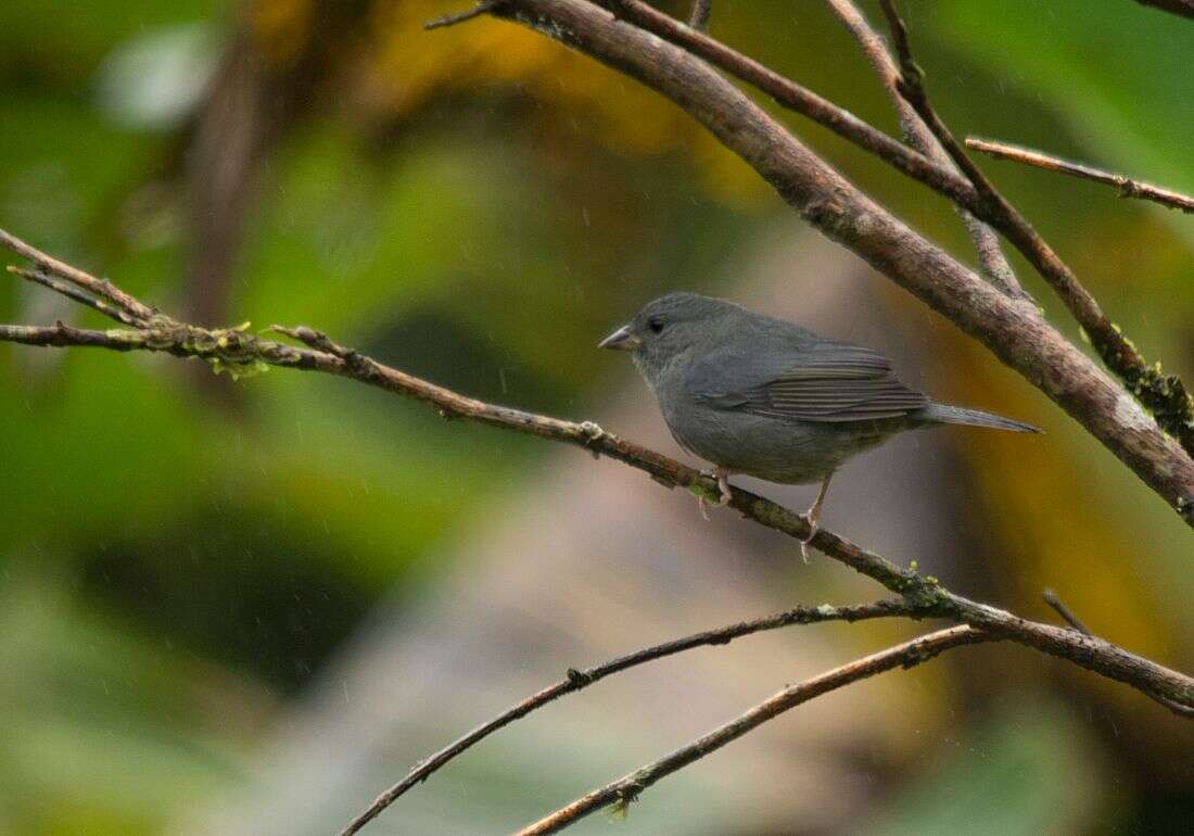 Image of Uniform Finch