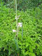 Слика од Gladiolus elliotii Baker