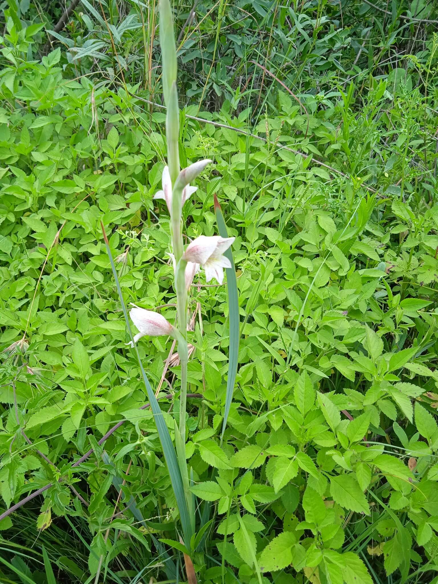 Слика од Gladiolus elliotii Baker