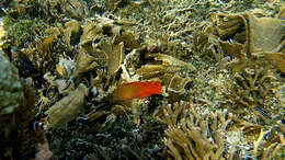 Image of Darkstriped dottyback