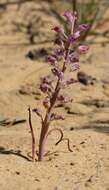 Image of Lachenalia juncifolia Baker