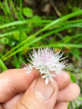 Image of Allium chamarense M. M. Ivanova