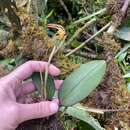 Imagem de Maxillaria pachyacron Schltr.