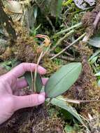 Image of Maxillaria pachyacron Schltr.