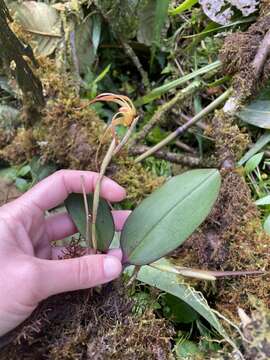 Imagem de Maxillaria pachyacron Schltr.